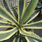 Agave americana 'Variegata'