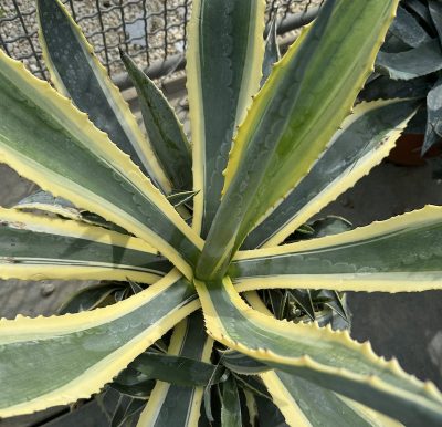 Agave americana 'Variegata'
