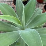 Agave attenuata