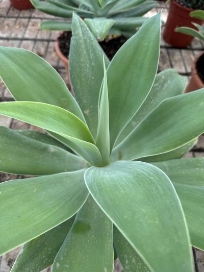 Agave attenuata
