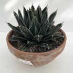 Agave victoriae reginae