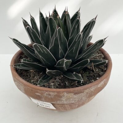 Agave victoriae reginae