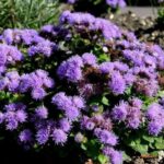 fioritura di ageratum houstonianum agerato