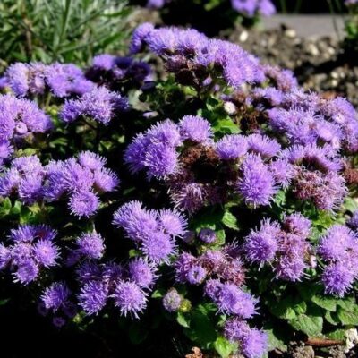 fioritura di ageratum houstonianum agerato
