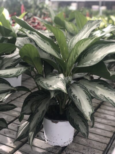 Aglaonema 'Silver Bay'