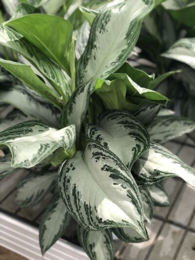 Aglaonema 'Silver Bay'