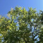 Albero delle Lanterne