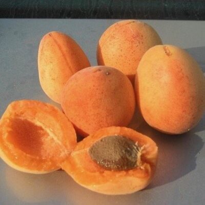 ALBICOCCO BOCCUCCIA