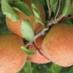 Albicocco Bulida