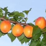 frutti di albicocco cafona