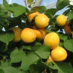 frutti di albicocco ninfa