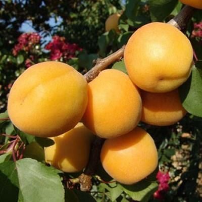 frutti di albicocco portici