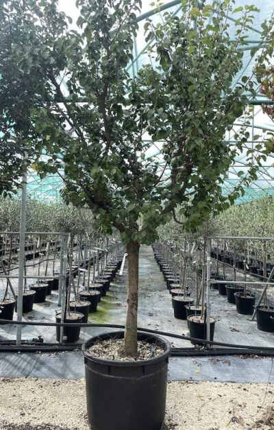 Albicocco Portici CT30-35 Vivai Frappetta