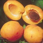 frutti di albicocco reale d'imola
