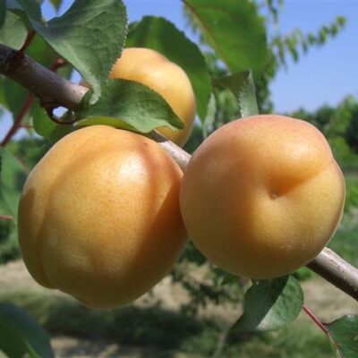 frutti di albicocco san castrese
