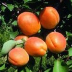 frutti di albicocco sungiant
