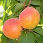 frutti di albicocco tyrinthos