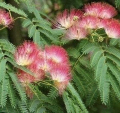 Albizia julibrissin 'Rosea'