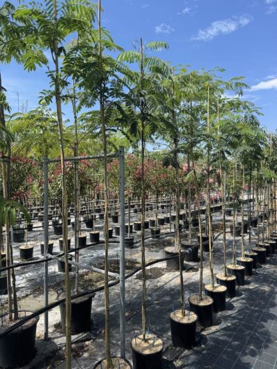 Albizia julibrissin 'Rosea' MIMOSA DI COSTANTINOPOLI 4-6