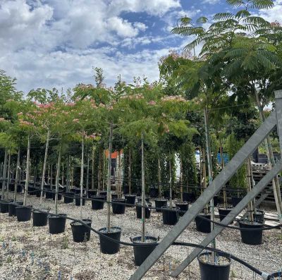 Albizia julibrissin 'Rosea' MIMOSA DI COSTANTINOPOLI