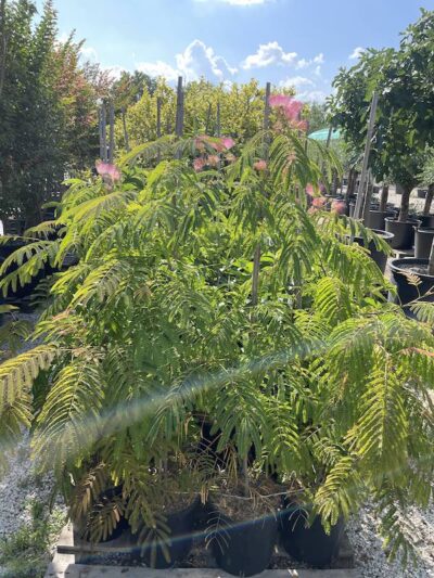 Albizia julibrissin 'Rosea' MIMOSA DI COSTANTINOPOLI CL12