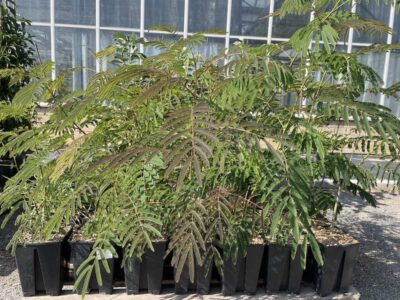 Albizia julibrissin 'Rosea' MIMOSA DI COSTANTINOPOLI CL3