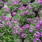 Fiori di Alisso Lobularia