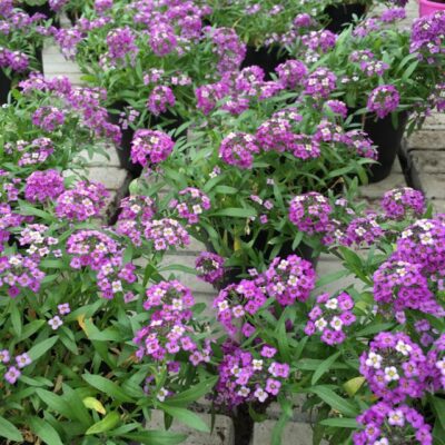 Fiori di Alisso Lobularia
