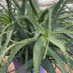 Aloe arborescens