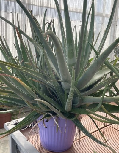 Aloe vera