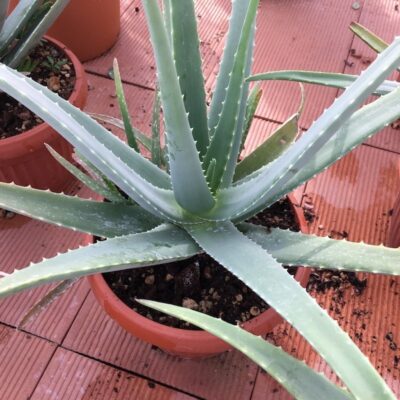 Aloe vera - immagine 2