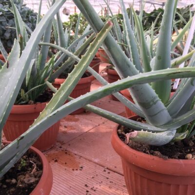 Alore vera (=barbadensis) 2
