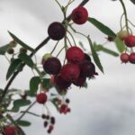 Amelanchier canadensis PERO CORVINO Particolare del frutto