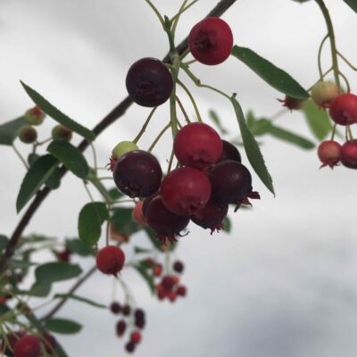 Amelanchier canadensis PERO CORVINO Particolare del frutto
