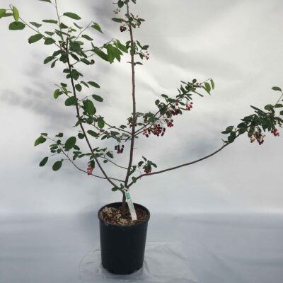 Amelanchier canadensis PERO CORVINO Pianta in vaso 24