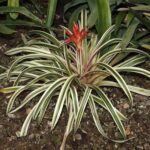 pianta di ananas comusus variegatus