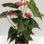 Anthurium andreanum