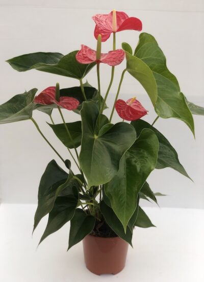 Anthurium andreanum