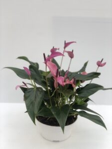 Anthurium andreanum mini lilla