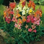 pianta di antirrhinum majus bocca di leone