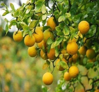 arancio amaro spinoso