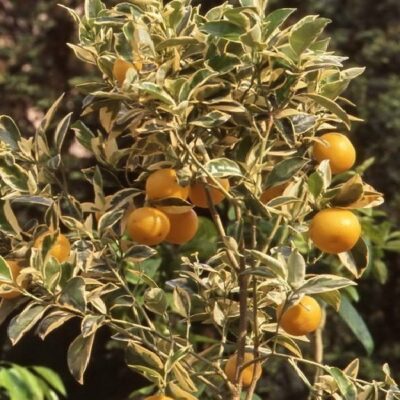 arancio dolce foglia variegata