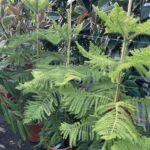 Araucaria excelsa PINO DI NORFOLK - Vivai Frappetta