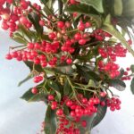 Ardisia crenata