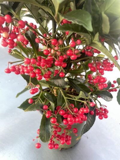 Ardisia crenata