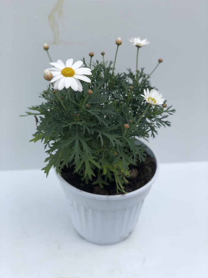 Argyranthemum frutescens MARGHERITA Bellavita New White - fiore