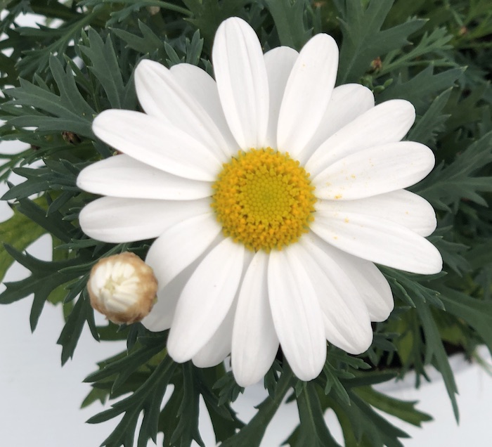 Argyranthemum frutescens MARGHERITA Bellavita New White