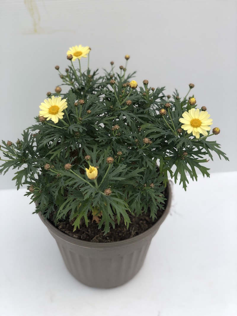 Argyranthemum frutescens MARGHERITA Bellavita New Yellow - fiore