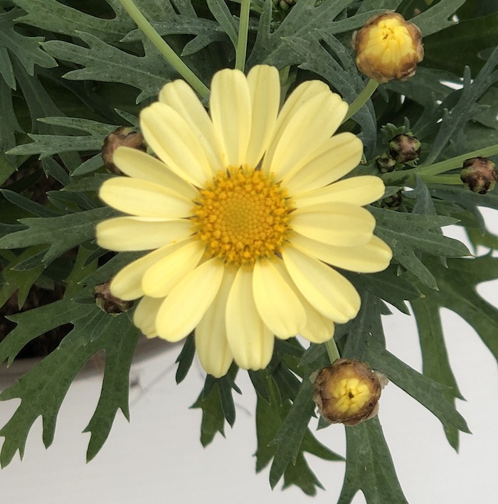 Argyranthemum frutescens MARGHERITA Bellavita New Yellow