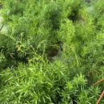 Asparagus densiflorus 'Sprengeri' ASPARAGINA
